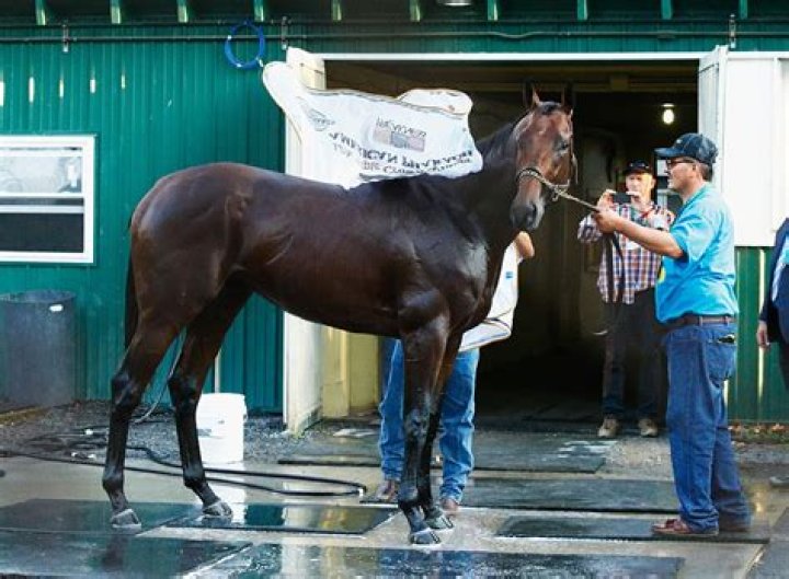 American Pharoah Will Earn His Owners $35 Million In Stud Fees This Year