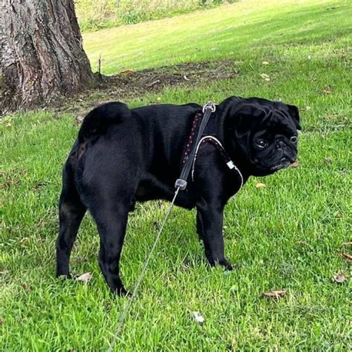 Boris Karloff Net Worth | Celebrity Net Worth