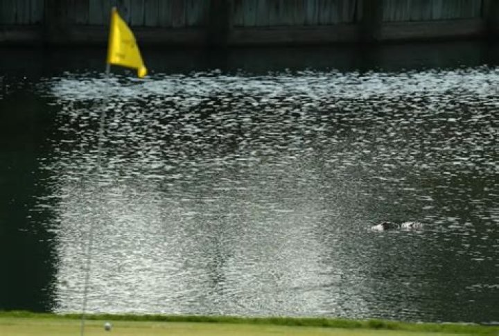 Man Claims He Made $15 Million Retrieving Golf Balls From Water Hazards