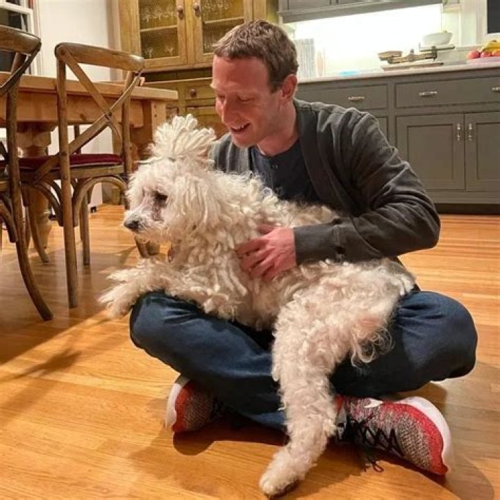 Mark Zuckerberg Says His Hungarian Sheepdog Beast Was His "Secret Weapon" In $19 Billion WhatsApp Acquisition