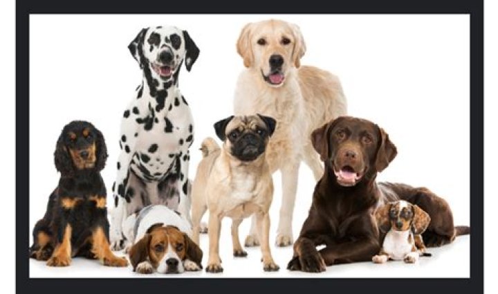 Texas Recycling Tycoon May Leave Entire $75 Million Personal Fortune... To His Dogs. Three Sons And Wife Would Get NOTHING.