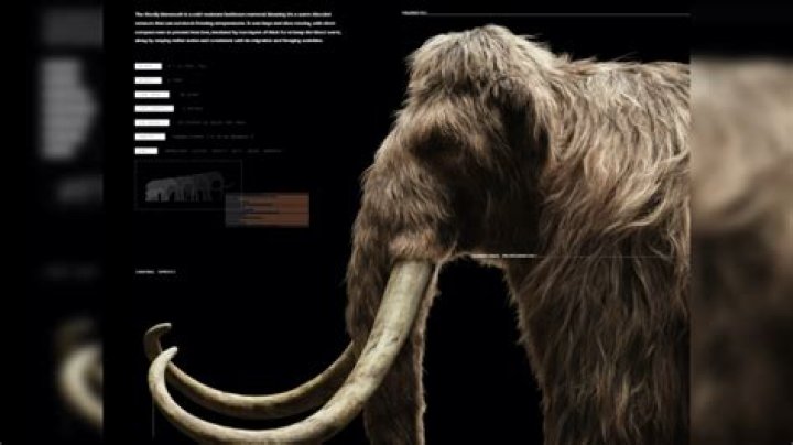 Peter Thiel Invested $100,000 To Bring Woolly Mammoths Back To Life