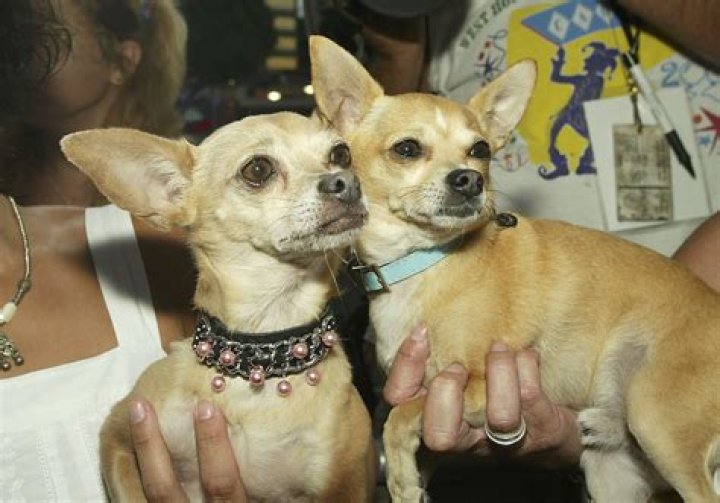 How Taco Bell Had To Pay More Than $40M To The Creators Of The Taco Bell Chihuahua